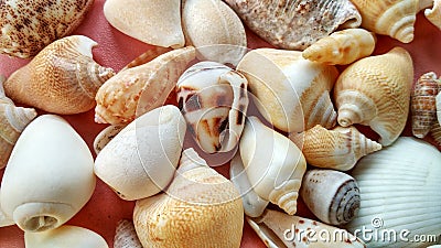 Sea â€‹â€‹animal shells like as maolluca and other, this is anature concept Stock Photo